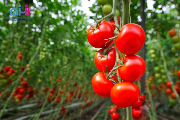 Air Hangat Tomat  Manfaat Luar Biasa untuk Kesehatan