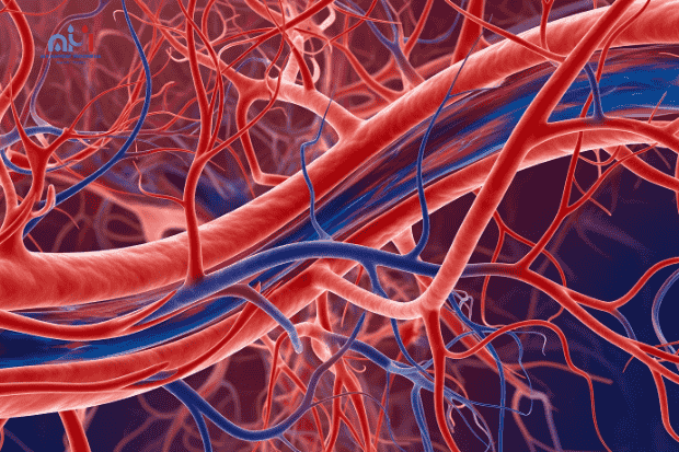 Membantu melancarkan peredaran darah